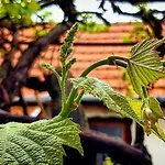 Old House *