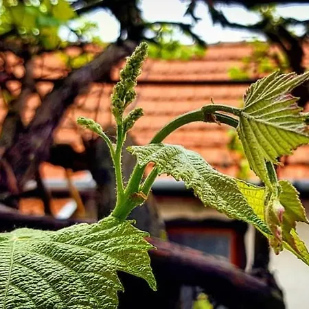Old House *