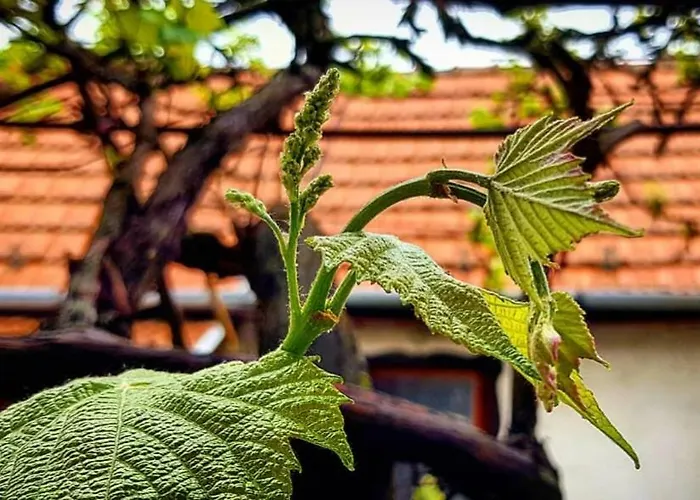 Old House *